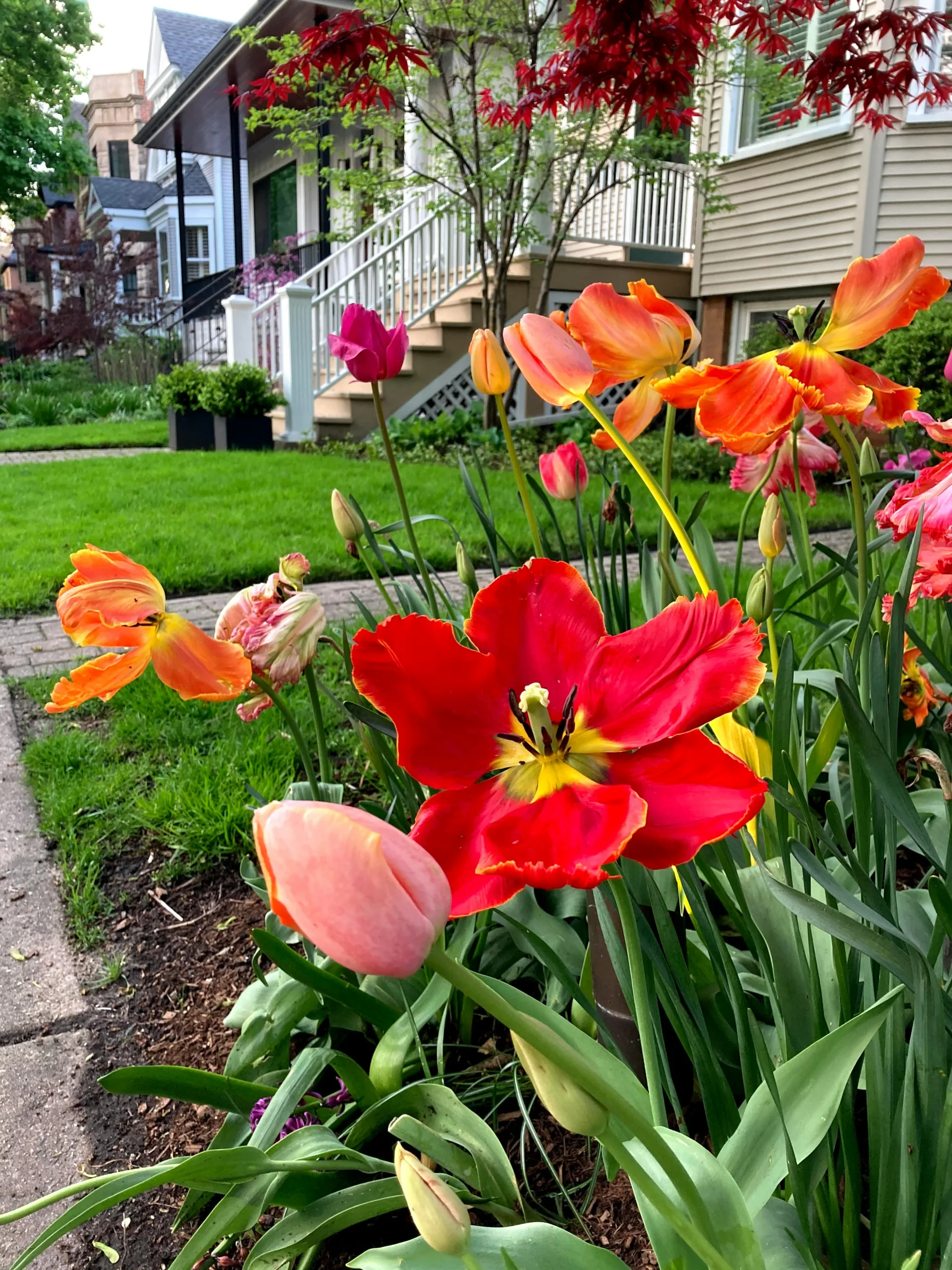 Close up of tulips blooming in the front yard of an old neighborhood